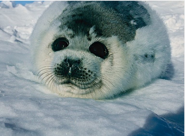 Foca